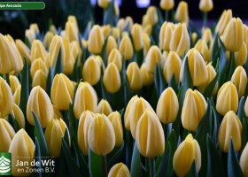 Tulipa Avocado ® (2)